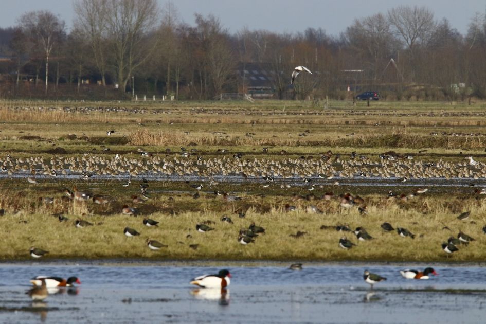 Welke vogels zijn dit?